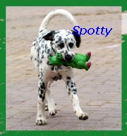       Spotty